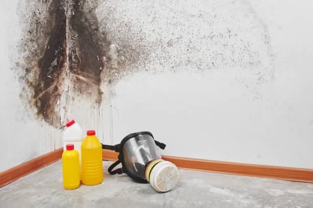 Best Kitchen Mold Remediation in Pflugerville, TX