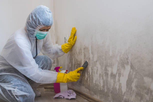 Best Commercial Mold Remediation in Pflugerville, TX
