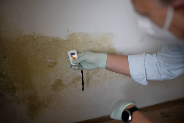 Best Residential Mold Remediation in Pflugerville, TX