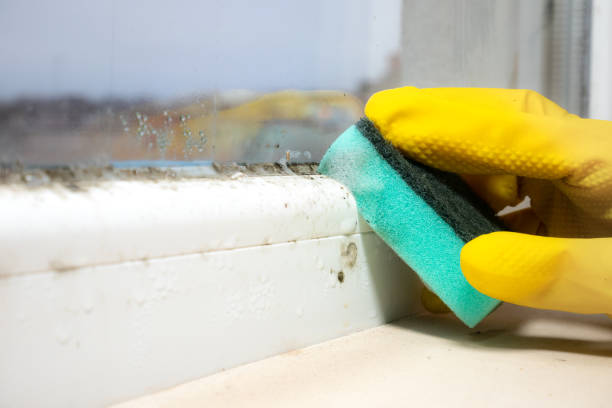 Best Residential Mold Remediation in Pflugerville, TX