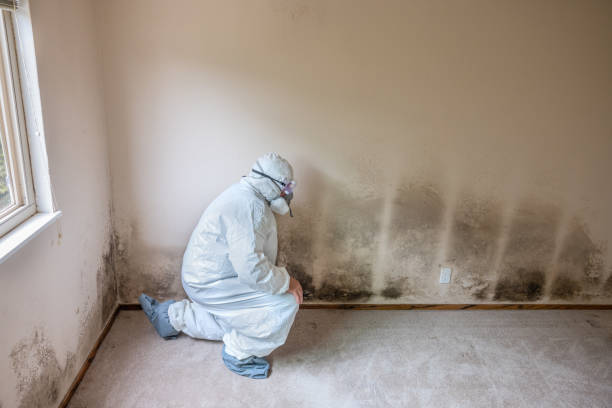 Best Preventive Mold Services in Pflugerville, TX