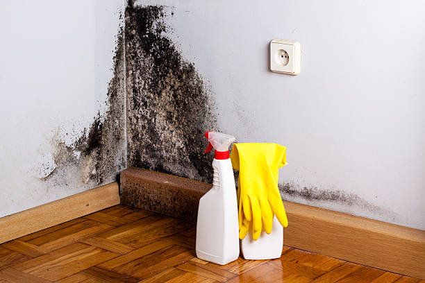 Best Crawl Space Mold Remediation in Pflugerville, TX