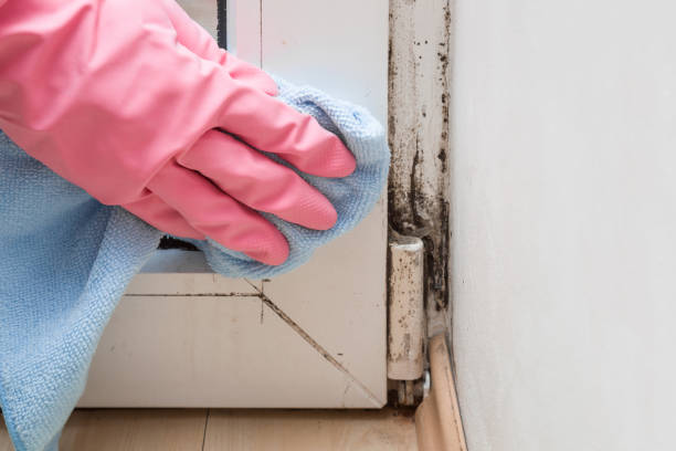Best Mold Testing and Inspection Services in Pflugerville, TX